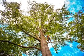 Professional Tree Services in Mequon, WI