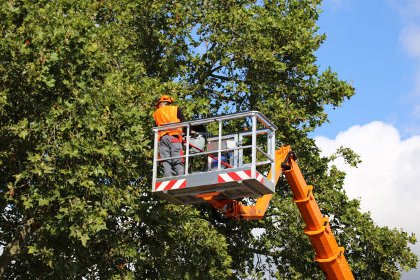  Mequon, WI Tree Services Pros