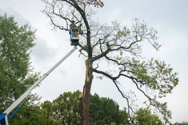 Best Tree Preservation Services  in Mequon, WI