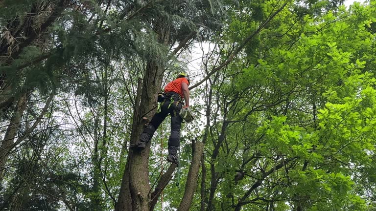 Best Tree Risk Assessment  in Mequon, WI