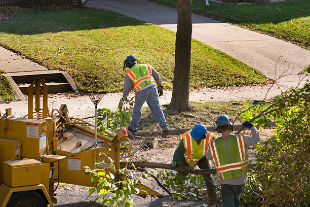 Best Hedge Trimming  in Mequon, WI