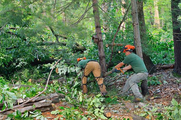 Best Stump Grinding and Removal  in Mequon, WI