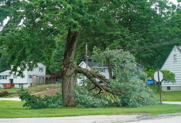 Best Storm Damage Tree Cleanup  in Mequon, WI
