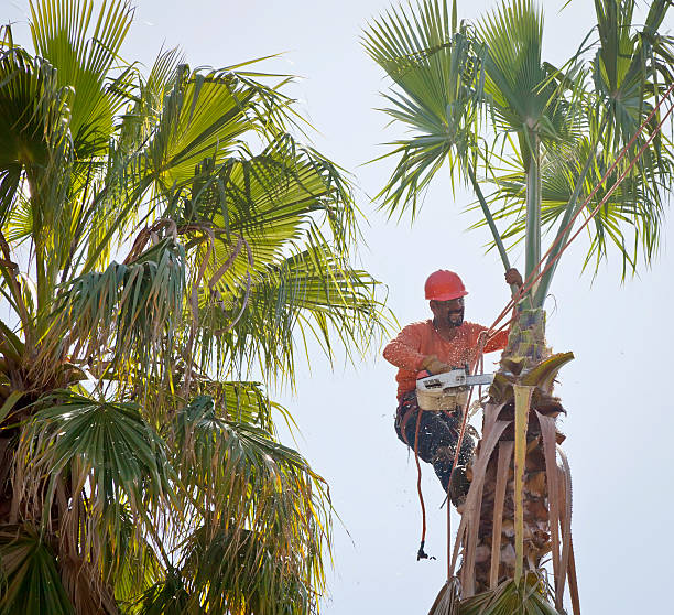 Best Fruit Tree Pruning  in Mequon, WI