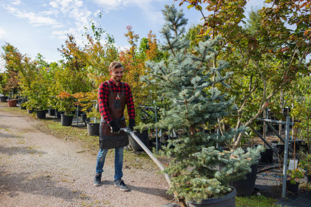How Our Tree Care Process Works  in  Mequon, WI