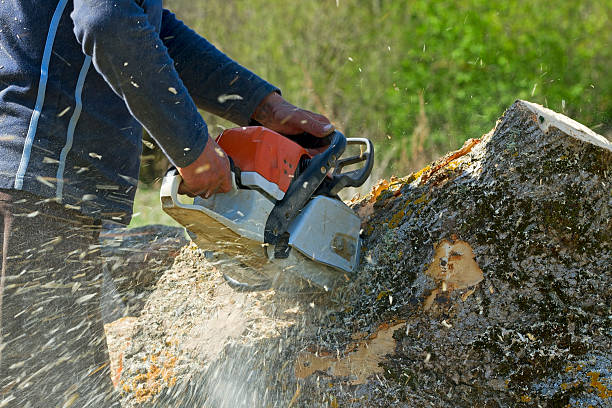 Best Tree Cabling and Bracing  in Mequon, WI
