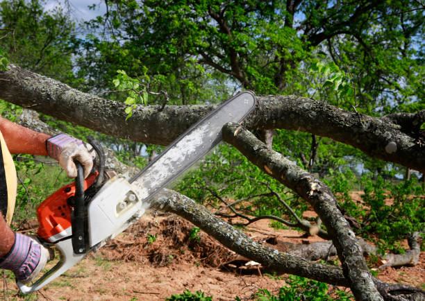 Best Tree Mulching  in Mequon, WI